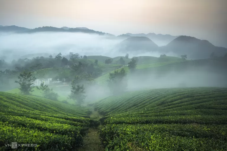 Đồi chè Phú Thọ